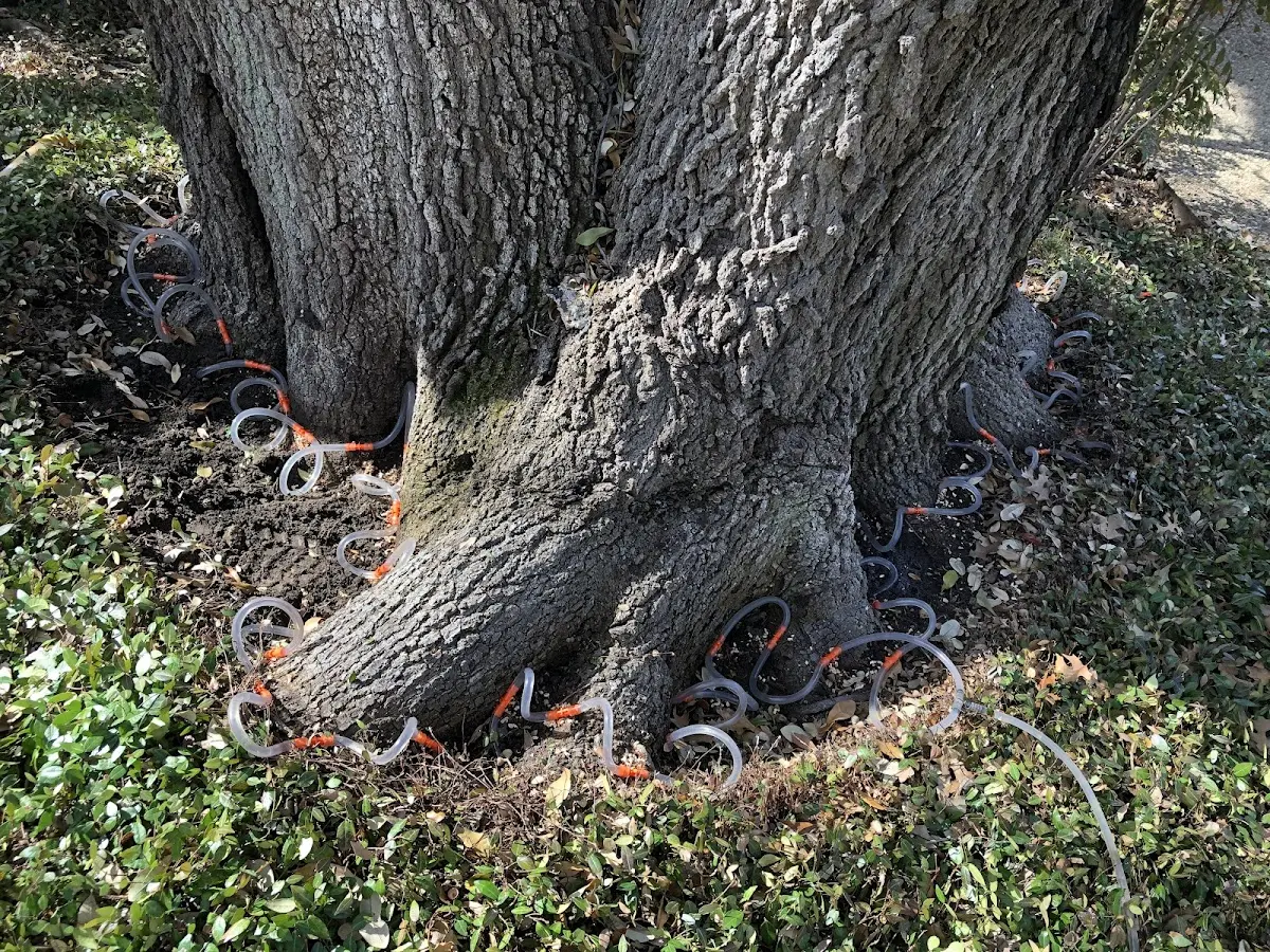 Detailed Tree Cabling and Bracing job site in Elmo